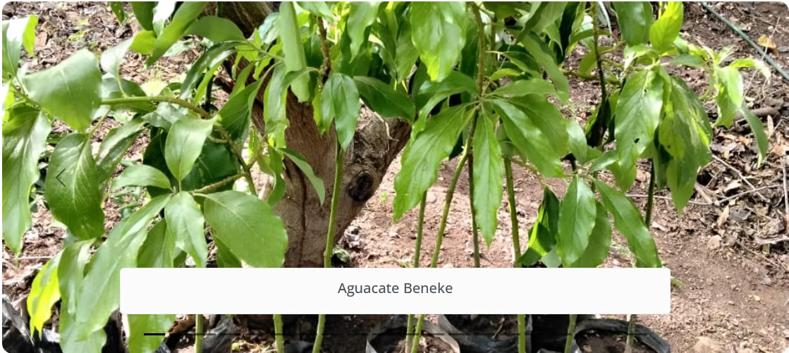 Aguacate Beneke