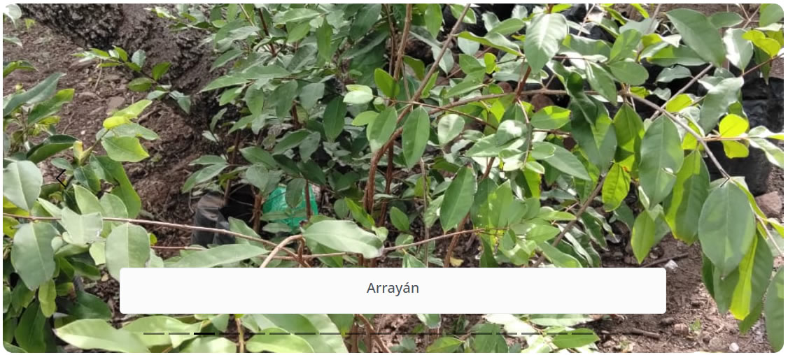 Arrayán