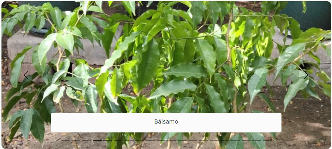 Bálsamo