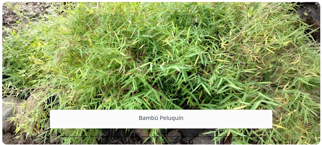 Bambú Peluquín