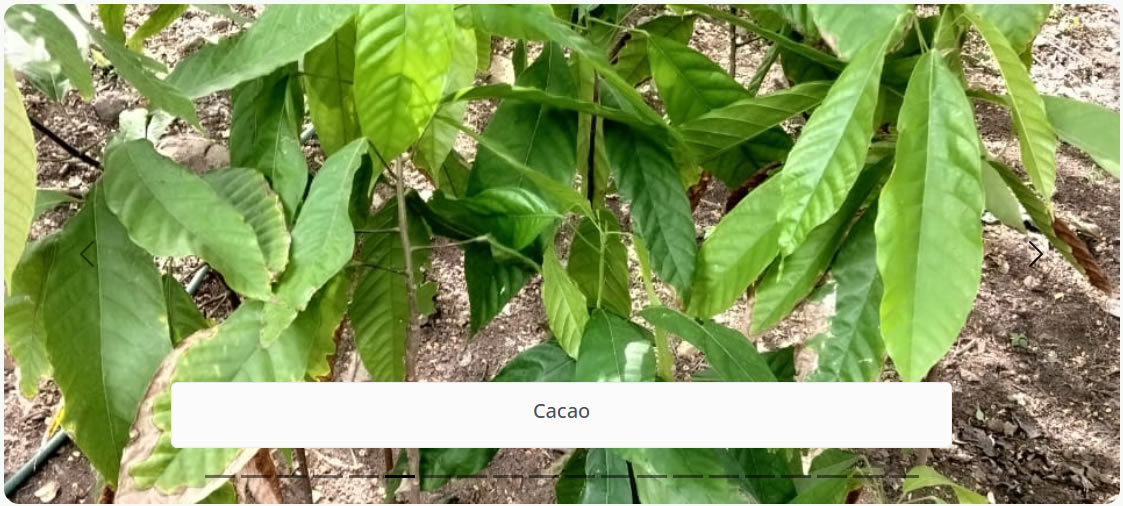 Cacao