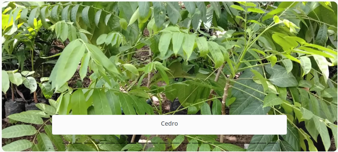 Cedro