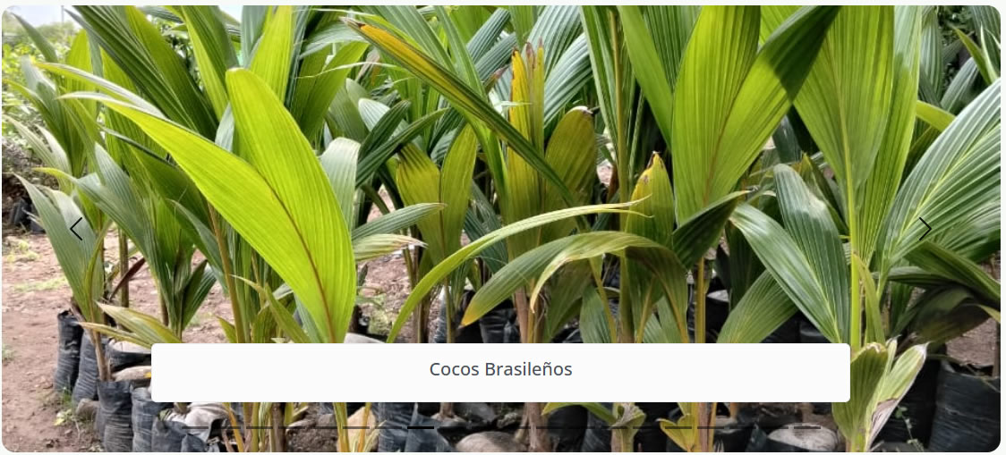 Cocos Brasileños
