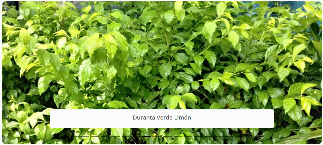 Duranta Verde Limón