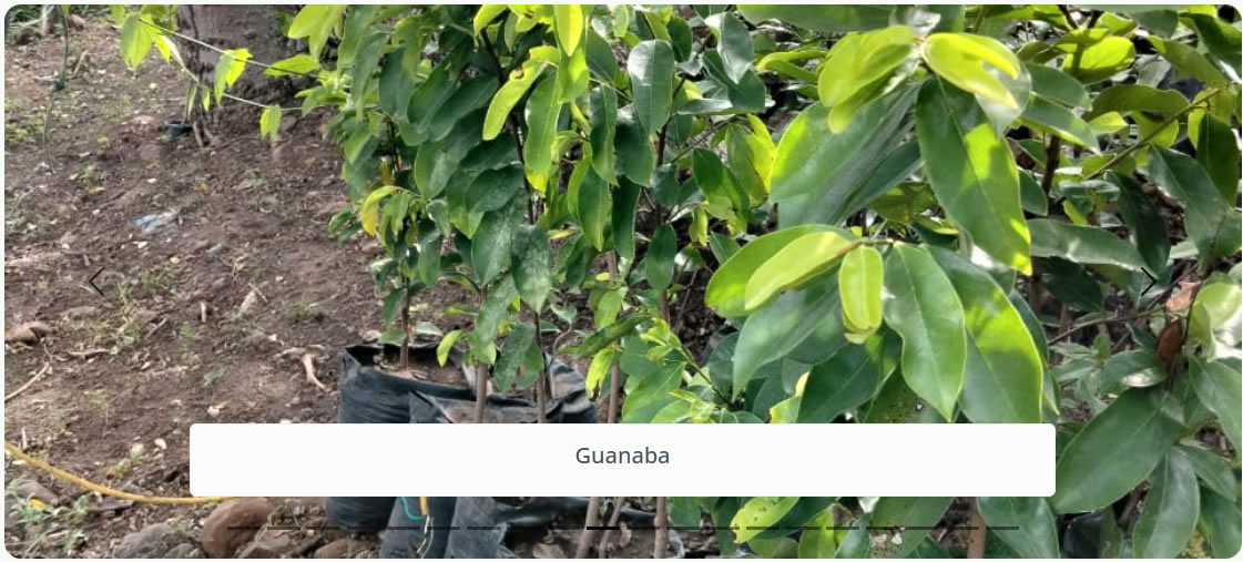Guanaba