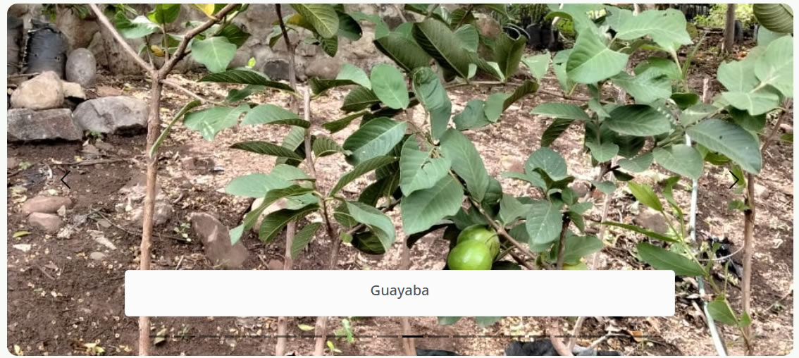 Guayaba