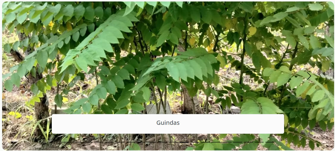 Guindas