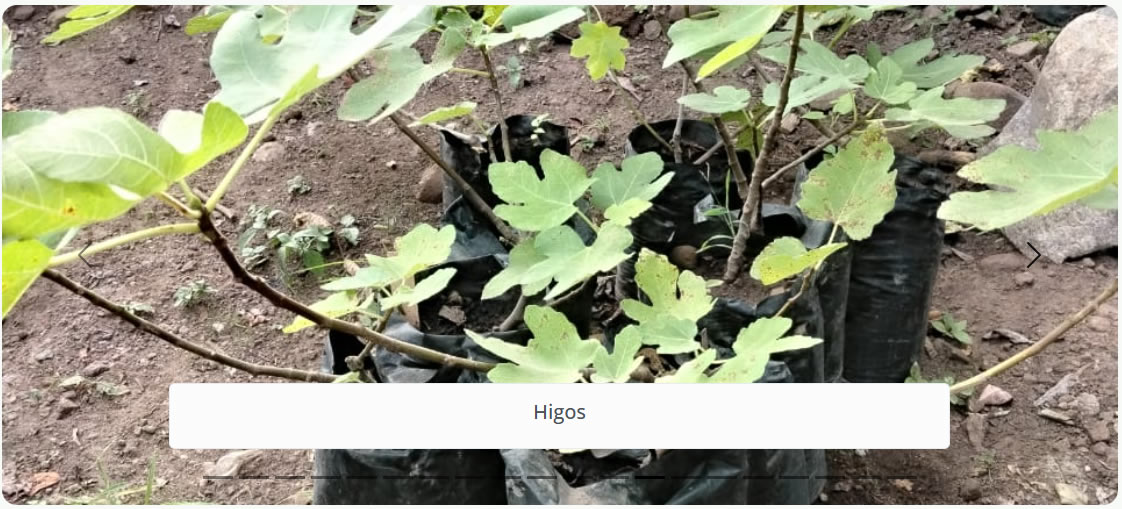 Higos