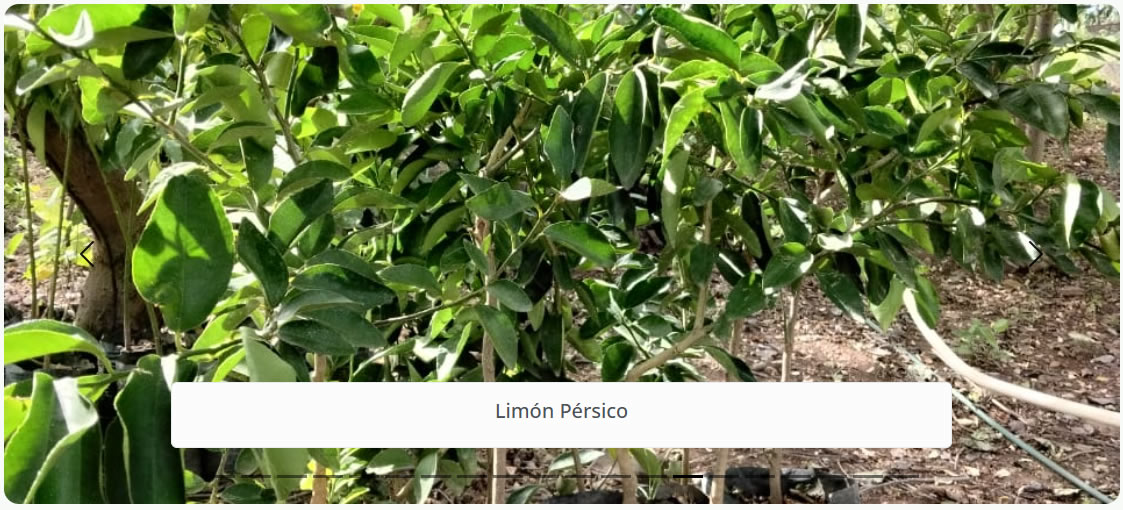 Limón Pérsico