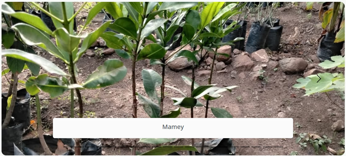 Mamey