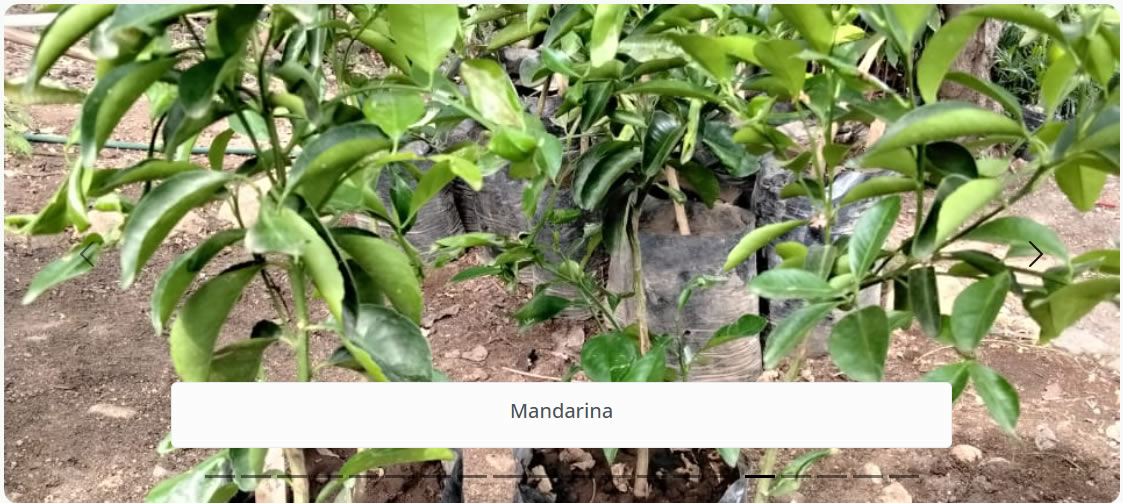 Mandarina