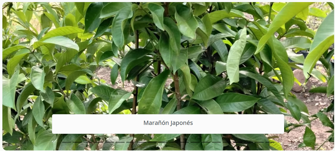 Marañón Japonés