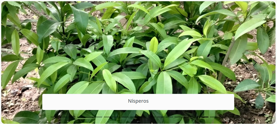 Nísperos