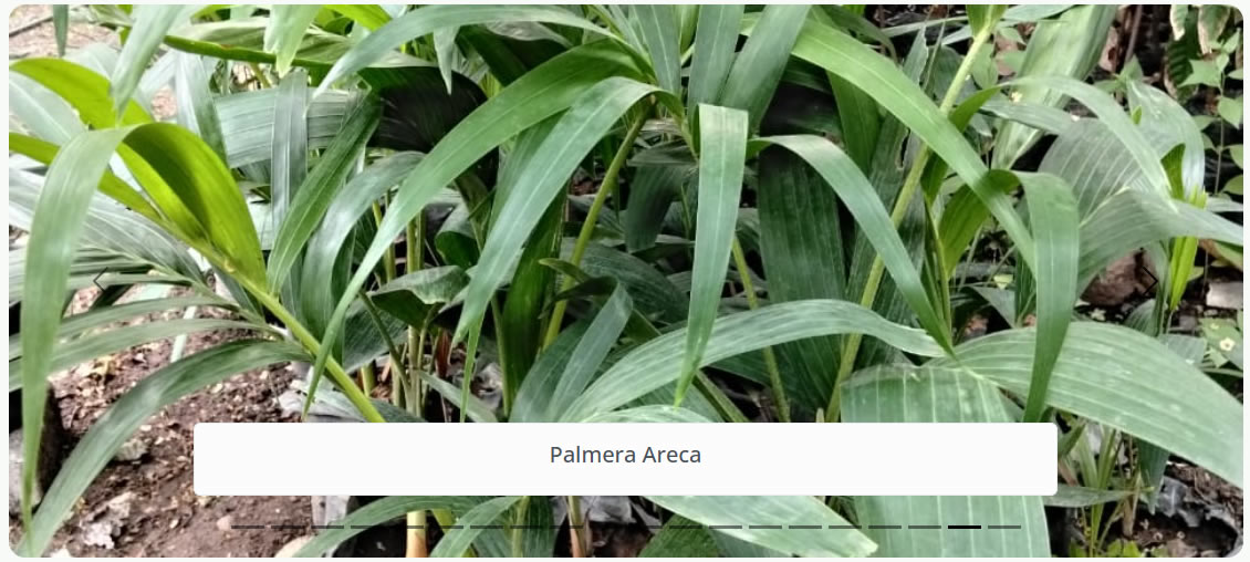 Palmera Areca
