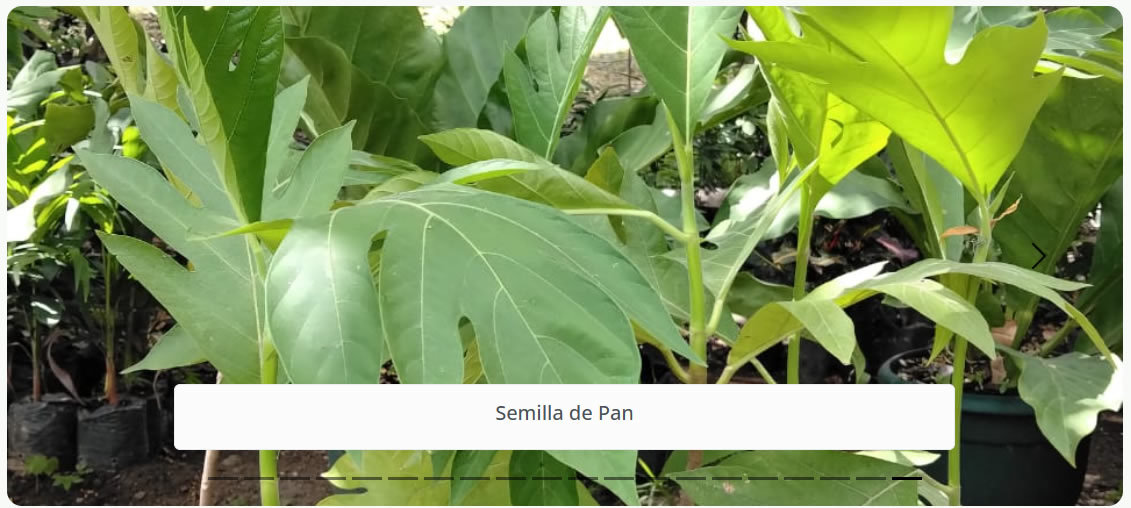 Semilla de Pan