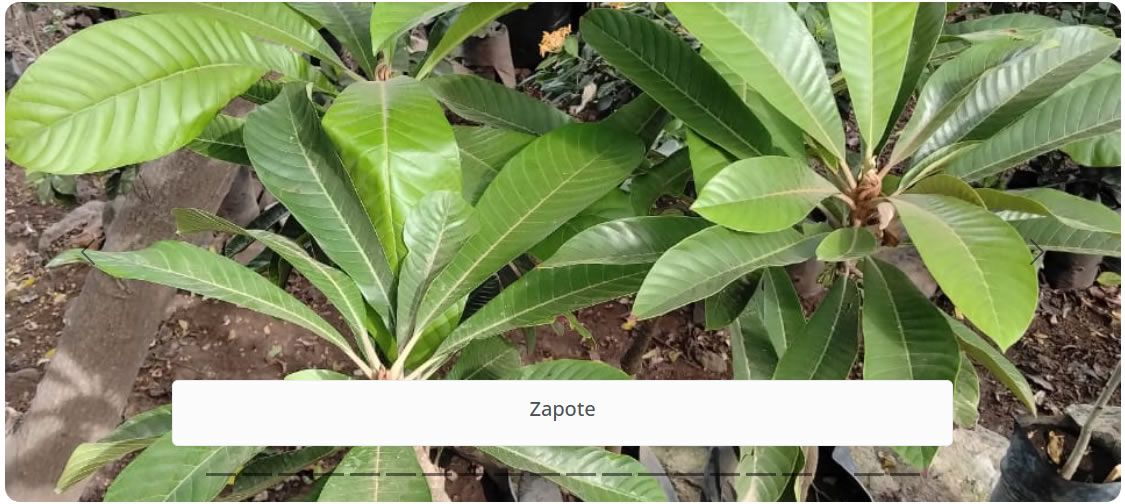 Zapote