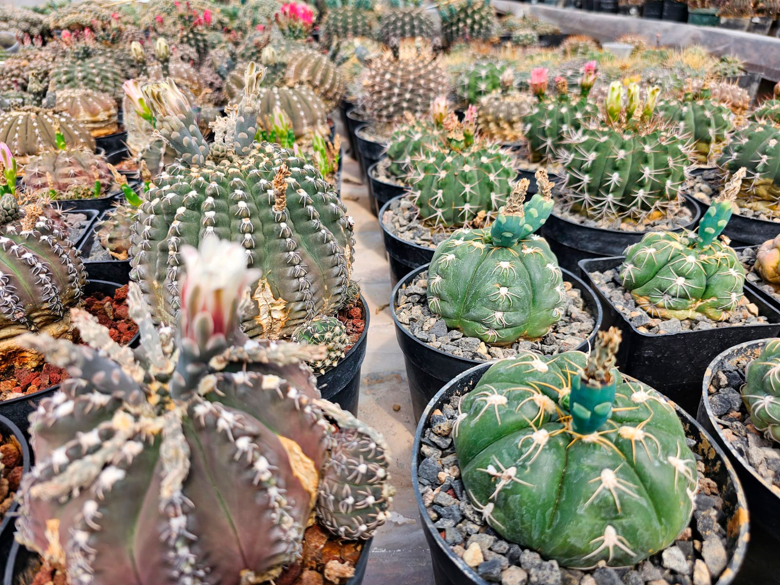 Cactus
