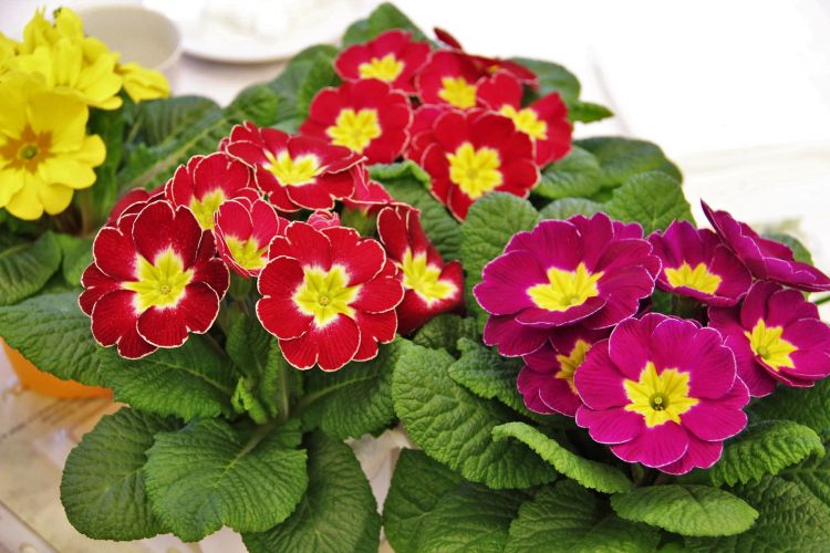 Plantas ornamentales
