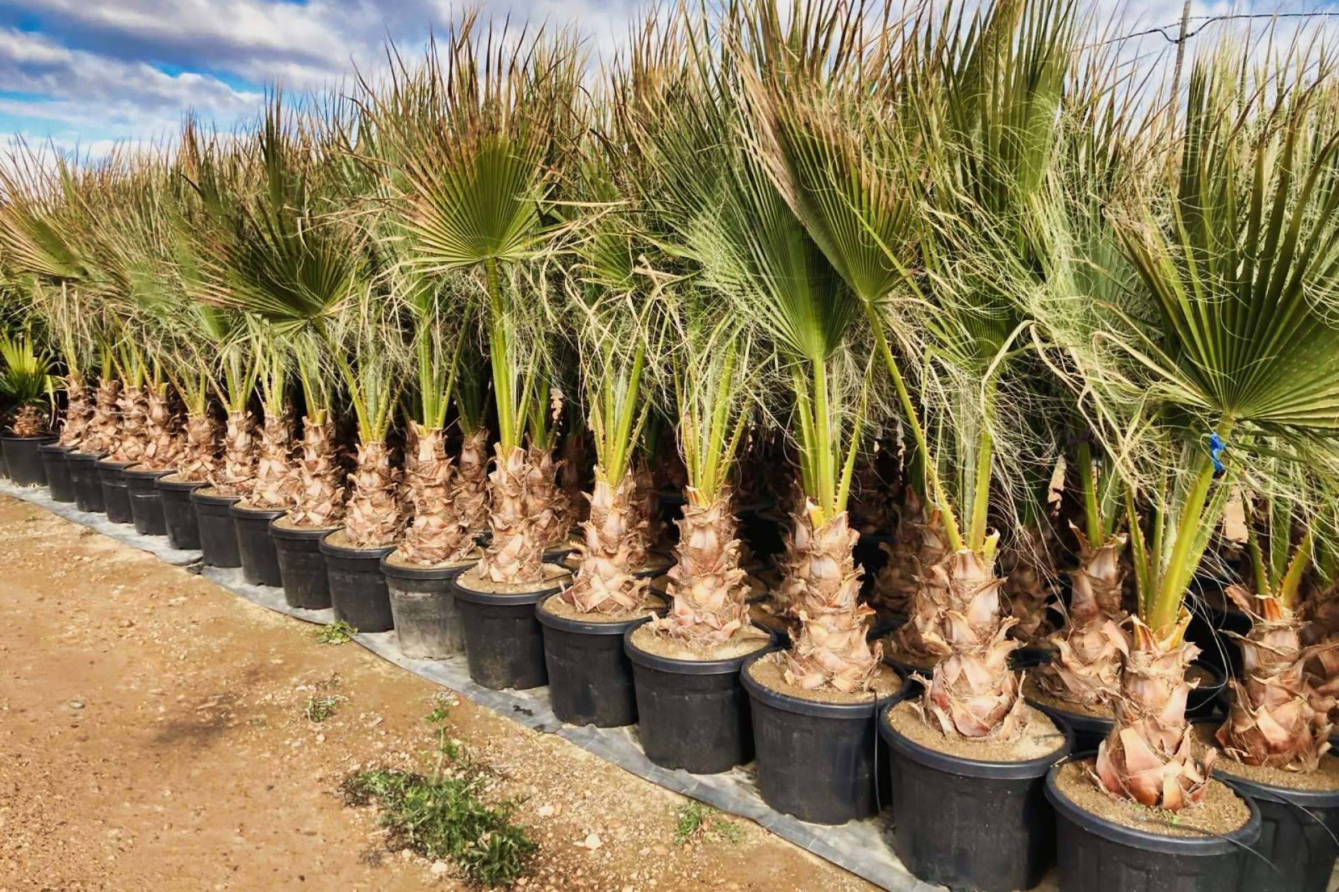 Palmeras